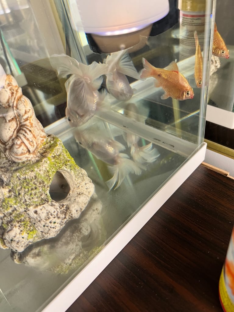 22L Aquarium Fish Tank Setup - Filter, Feeder, Food & Accessories - £40 (Complete Kit)