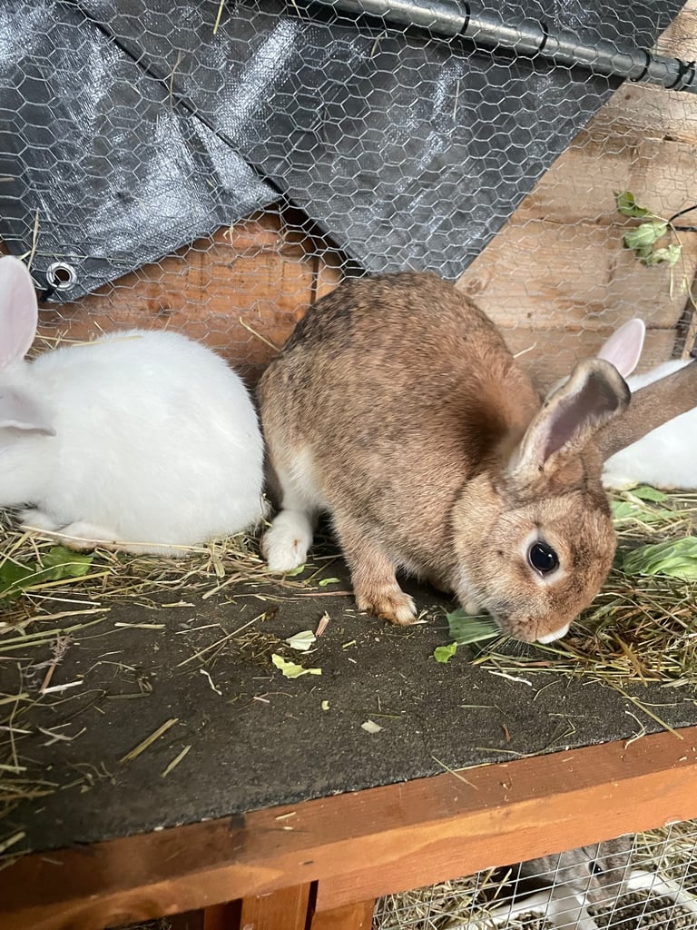 Mix breed baby rabbits & mama 