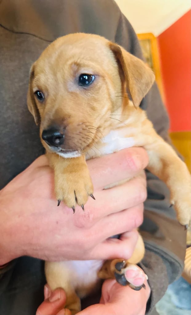 Jack Russel terrier tan pups 