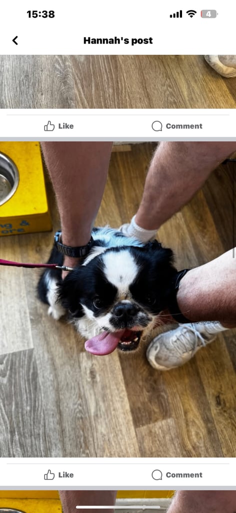 Dog for rehoming