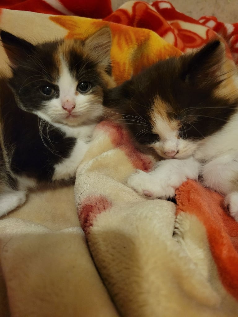 11 week old kitten /female 