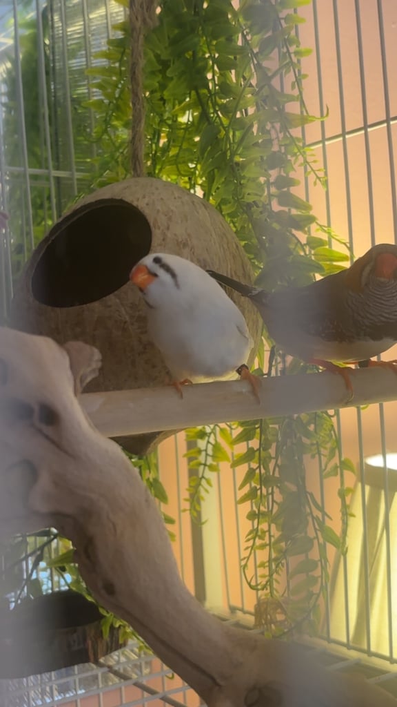 Male and female zebra finches with huge enclosure 