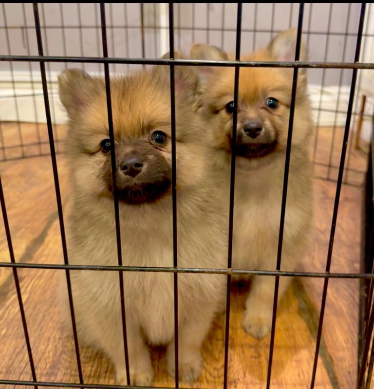  Beautiful  Pomeranian puppies sells 