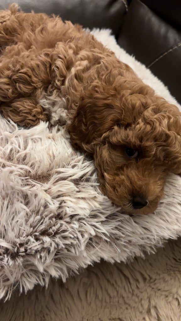 F2B cavapoo puppies ready to leave 