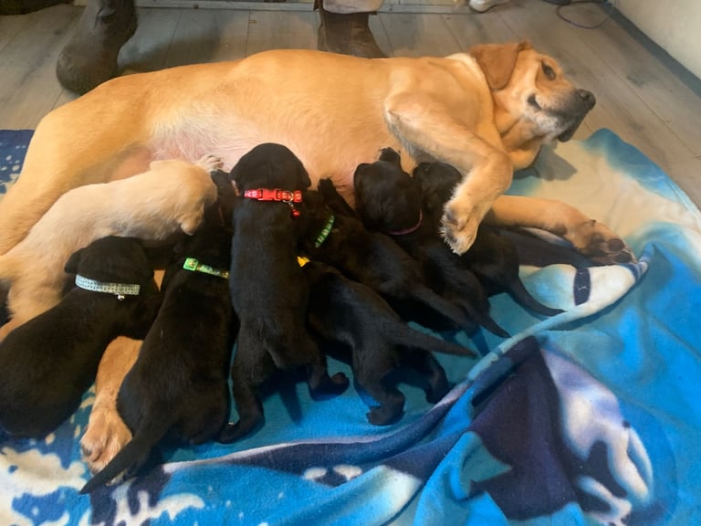Labrador puppies 