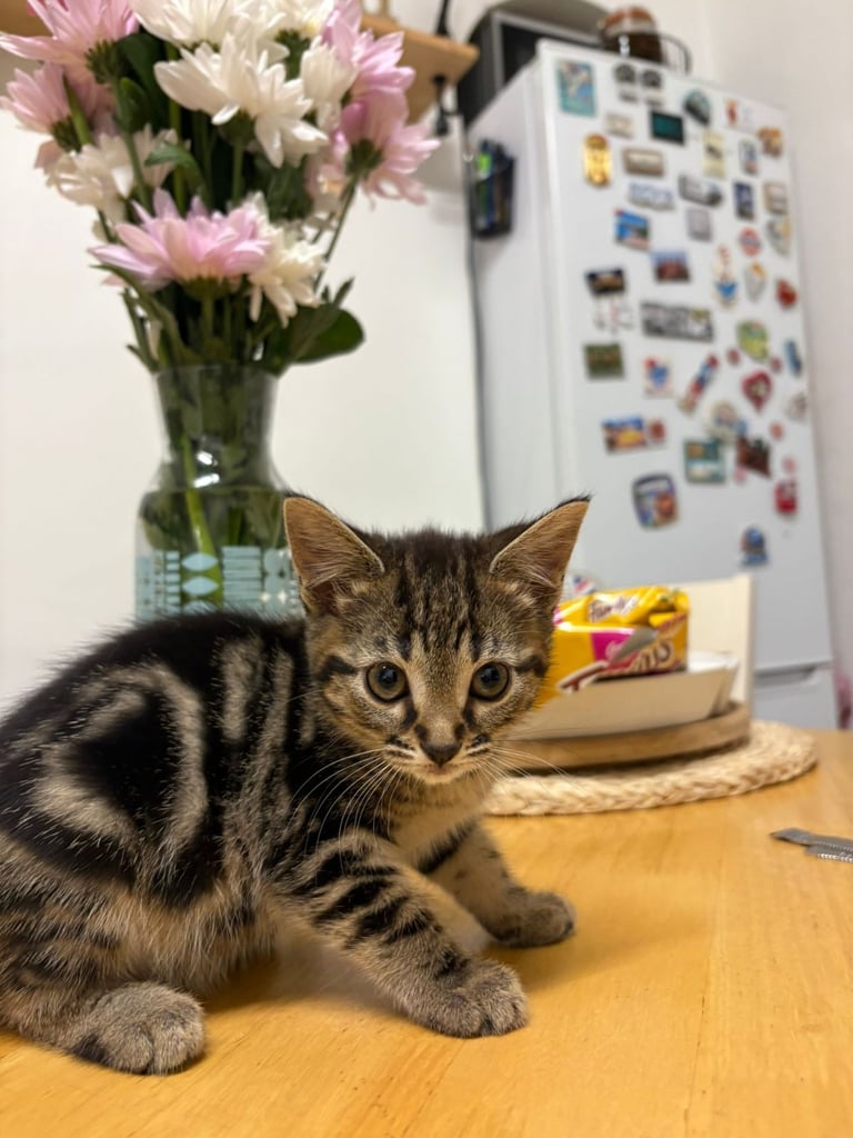 Cute tabby kittens looking lovely home