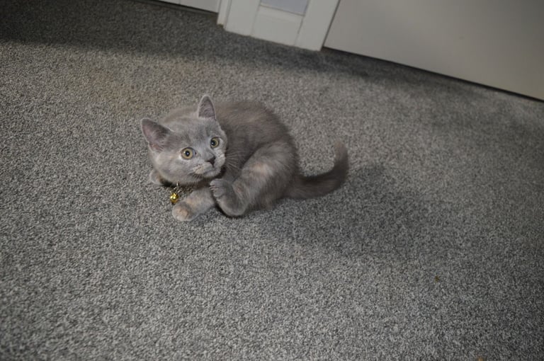 🐾 Adorable British Shorthair Kitten Girl ❤️