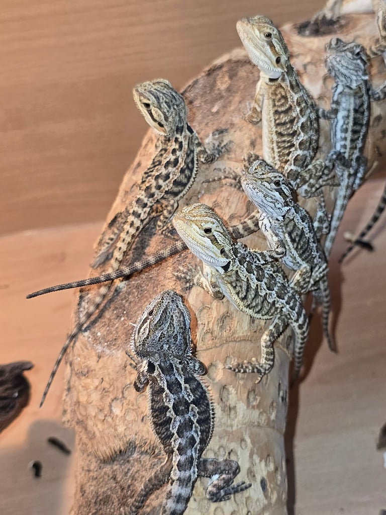 Baby bearded dragon with tint red 2 for £90