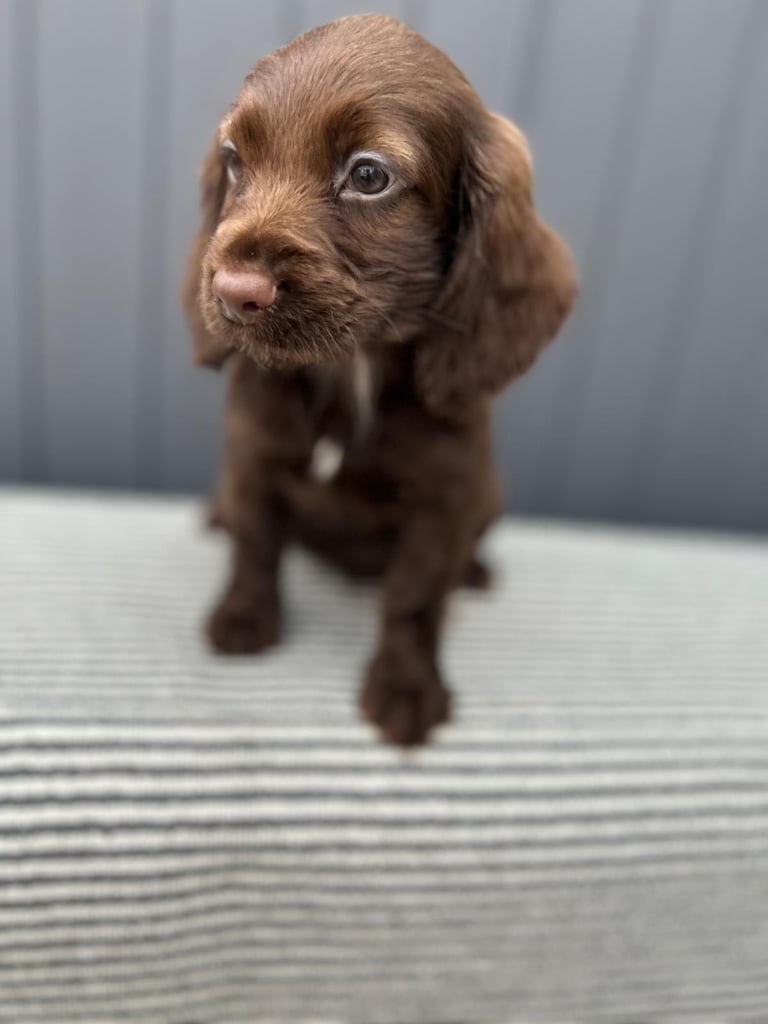 Cockapoo puppies 