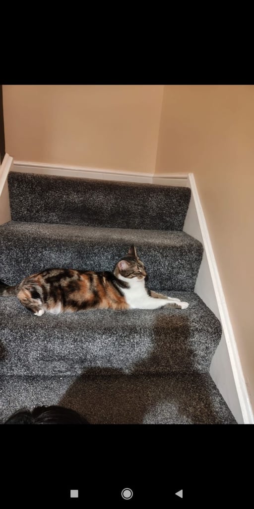 1 year old female Cat 