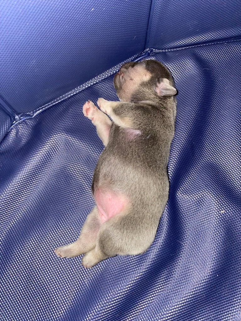 Stunning French bulldog puppies looking for their new forever home. 