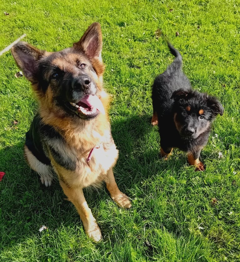 German shepherd puppy 