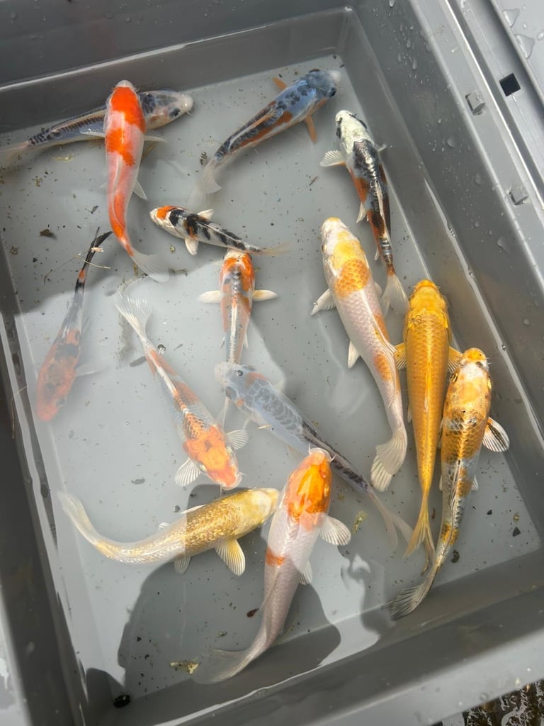 Japanes koi carp fishsale sizes 2-3”to 10-12 high grade we also deliver please message your needs! 