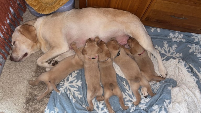 image for Beautiful litter of red/golden Labradors 