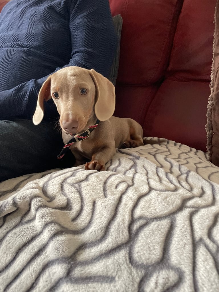 Miniature dachshund KC registered 