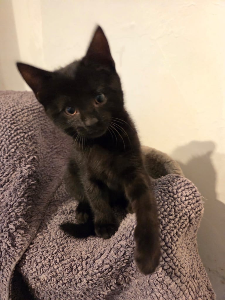 Adorable black Kitten Ready for Their New Homes! 🐾