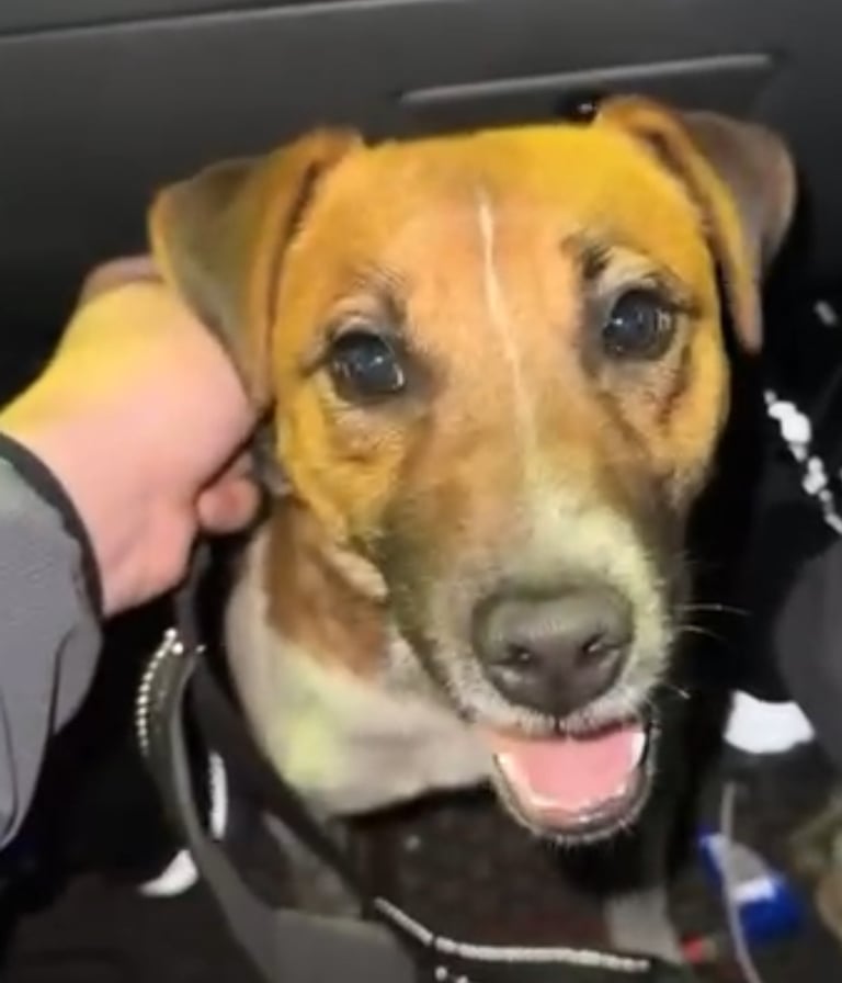 Plummer terrier for sale 