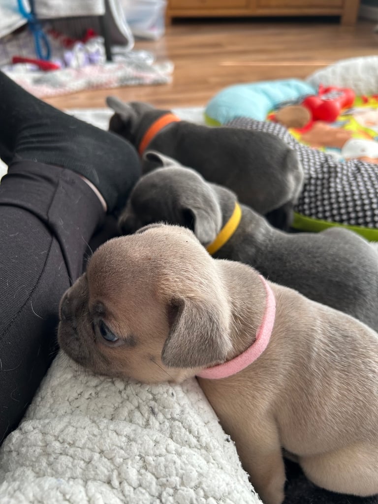 French bulldog puppies 🐾
