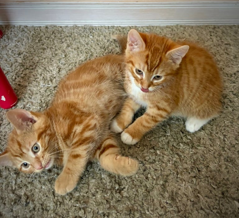 Ginger kittens 