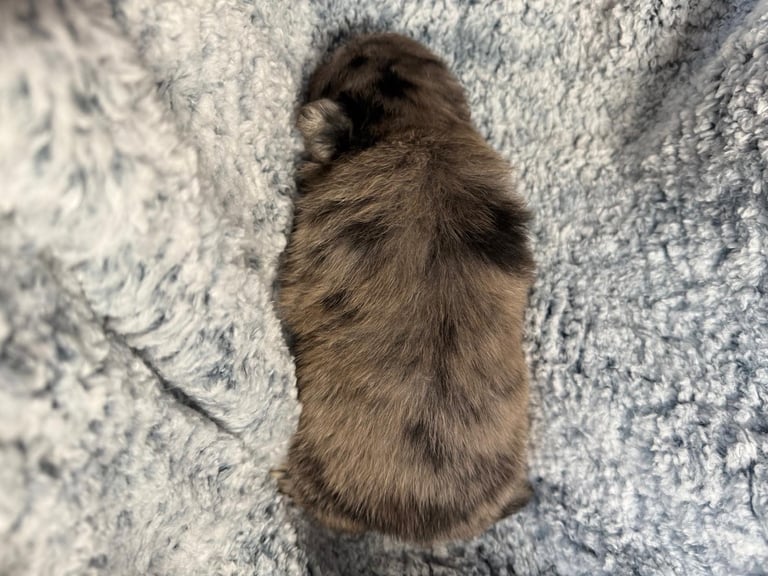 Very cute Pomeranian puppies 