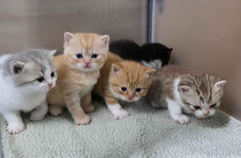  Unusual marked pure British shorthair kittens 