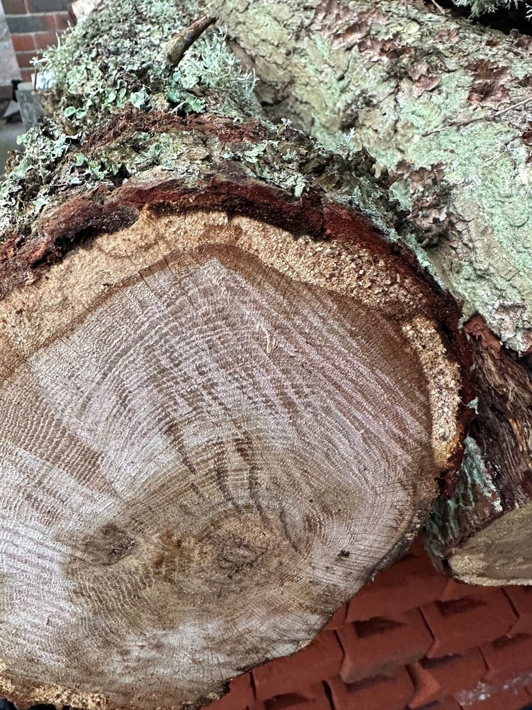 Firewood Logs in long lengths for larger fireplaces or self cutting