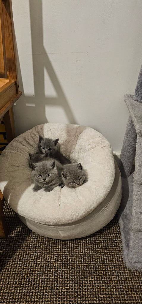 British short hair kittens