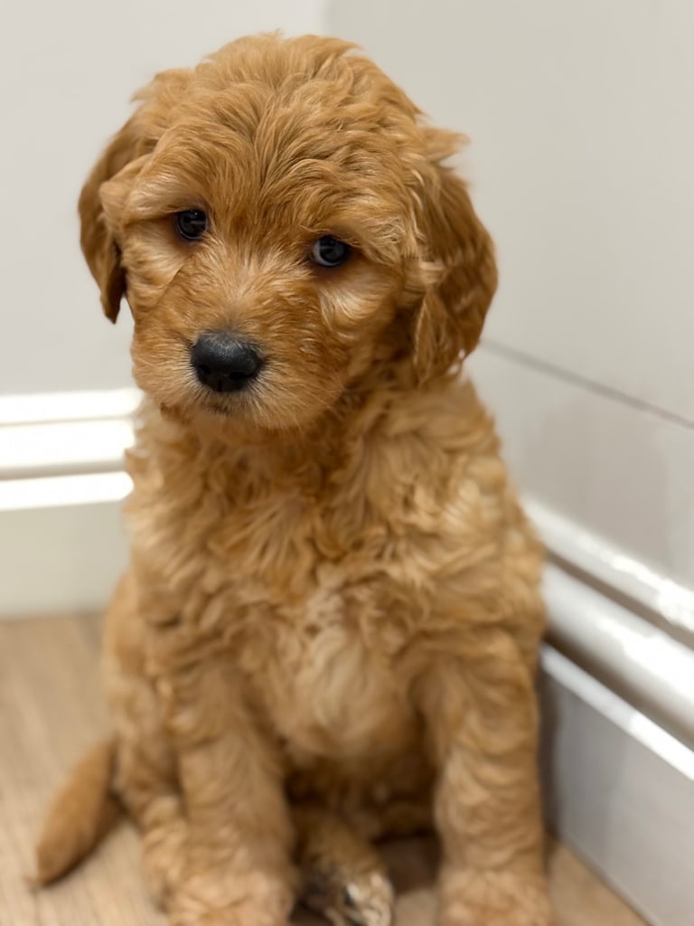 image for Beautiful Red & Apricot Golden Doodle Puppies!