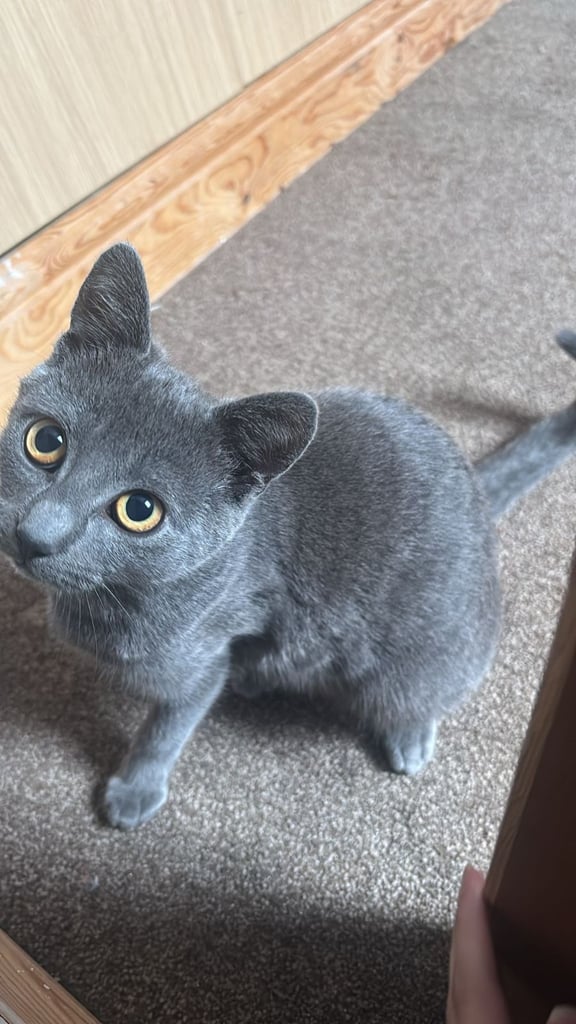 Chartreux kitten for sale 