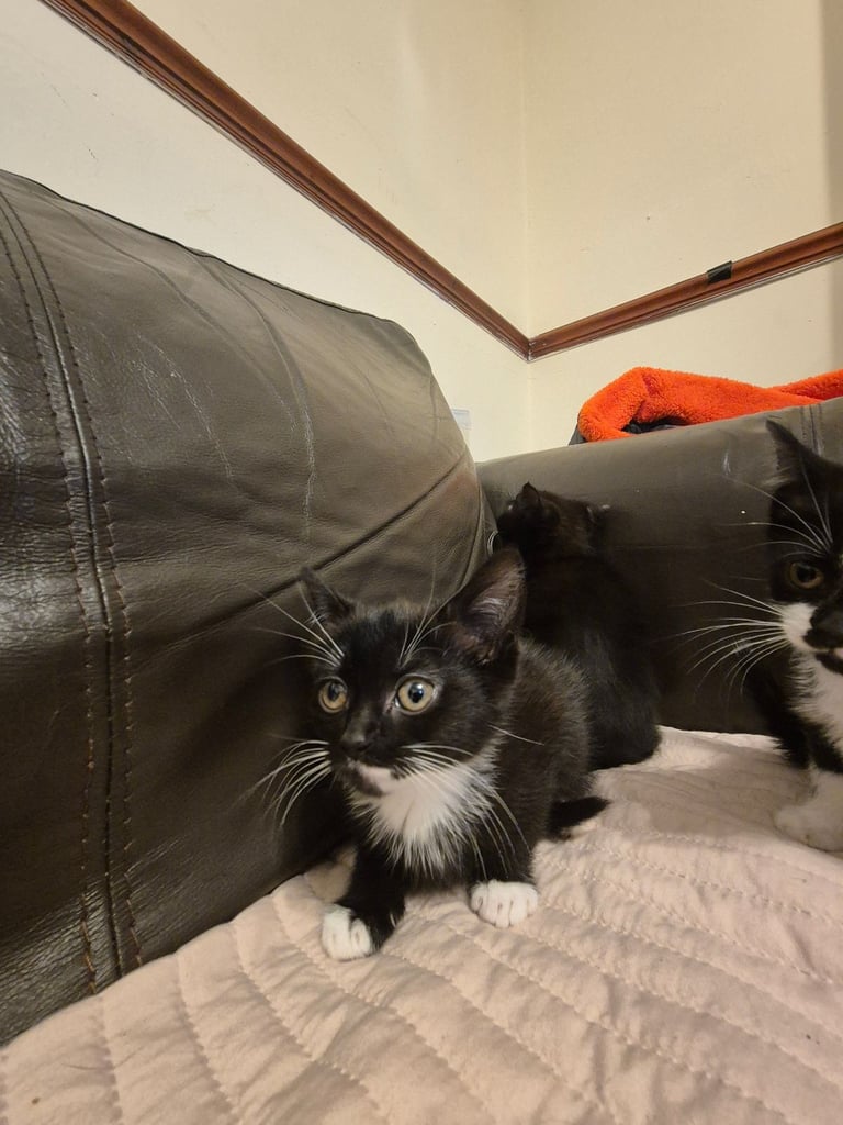 3 gorgeous female kittens. urgent. £45