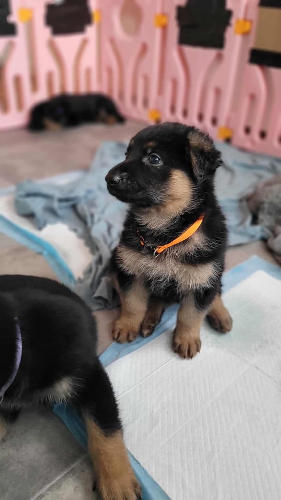 image for German Shepherd Puppies 3 Left