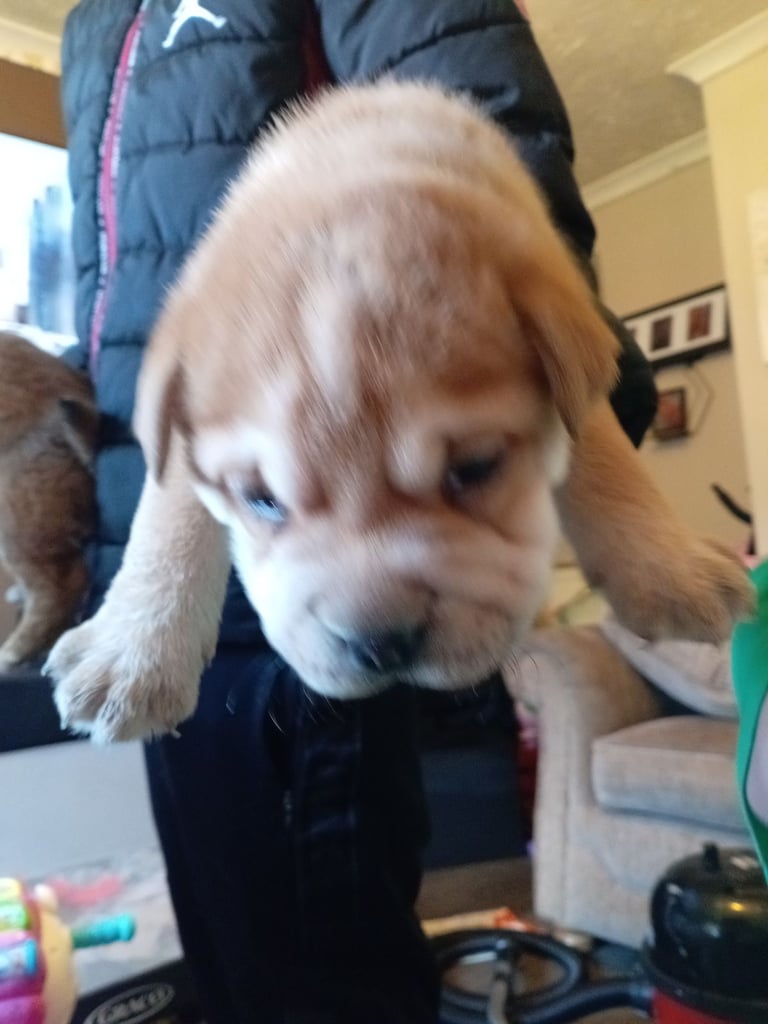 American bull x shar pei puppies 