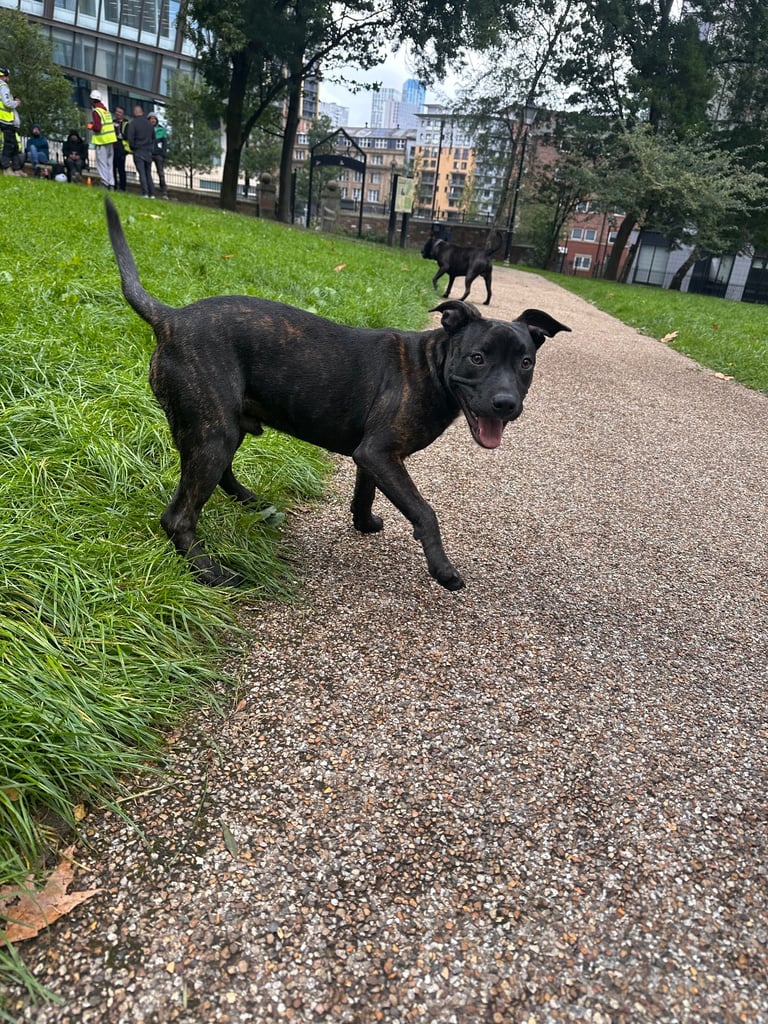Staffy puppy male 