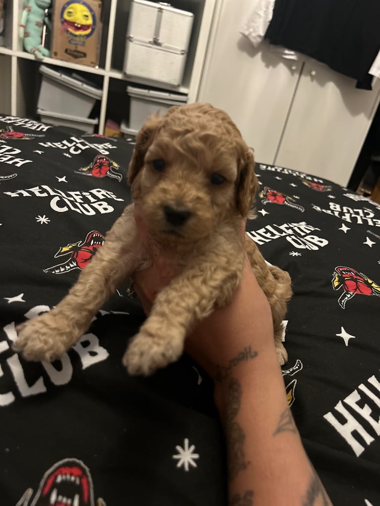 Miniature Cockapoo