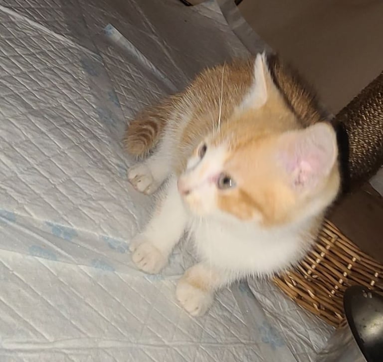 image for Beautiful kitten 