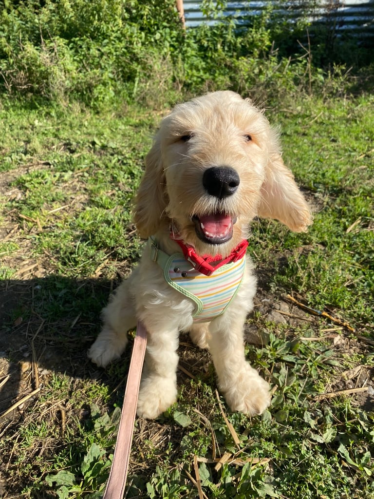  Beautiful Cocker doodle female puppy