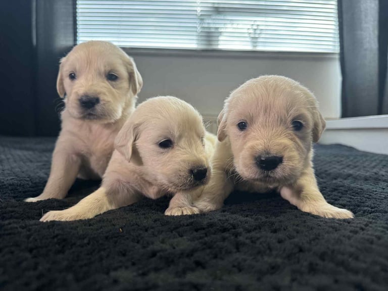 3 Golden Retriver Puppy’s 