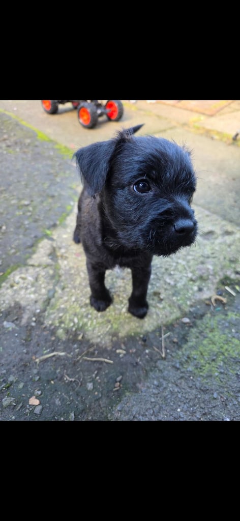 image for Beautiful border/patterdale bitch puppy