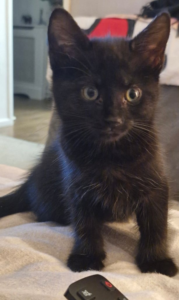 Kittens