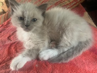 Blue Point and Seal Point Birman kittens. Indoor cats, looking for forever homes