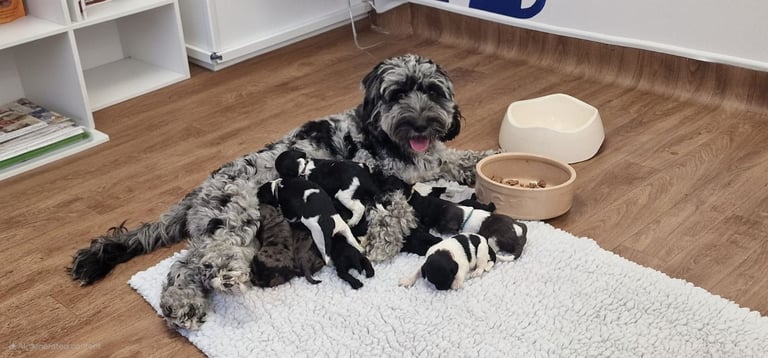 Cockapoo puppies 
