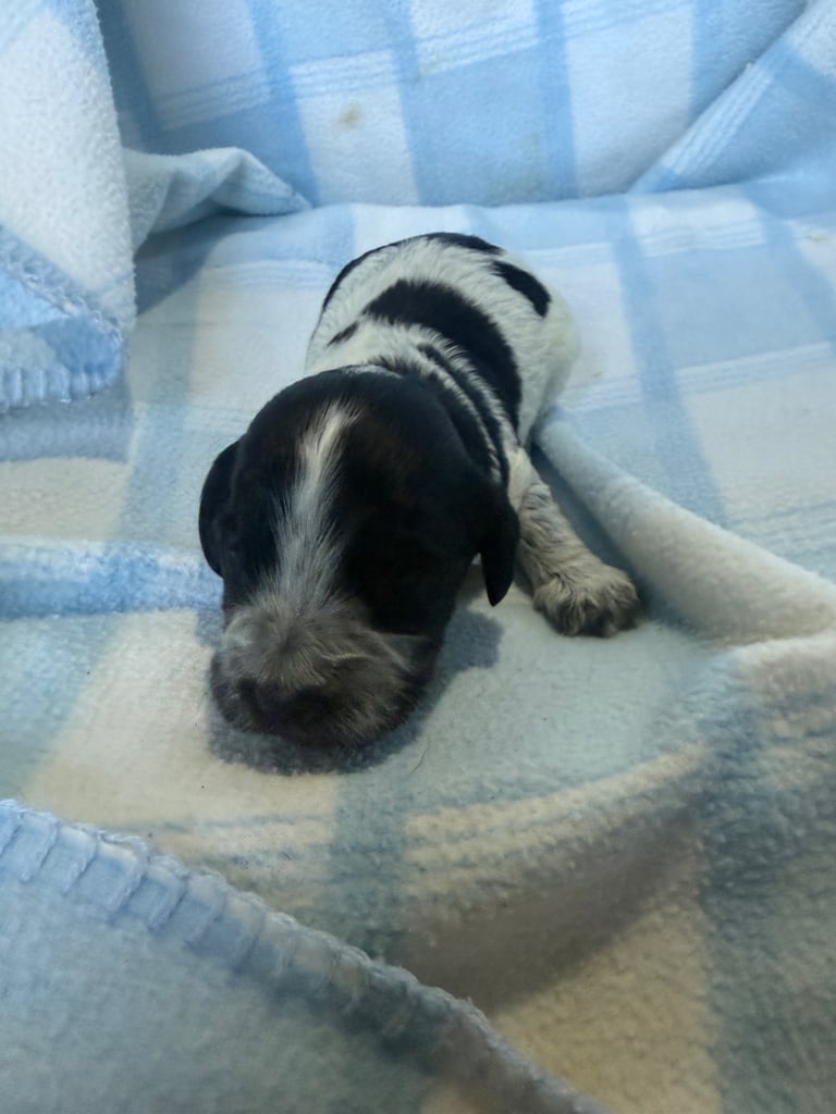 Pure cocker puppies 1 bitch left and 2 dogs left