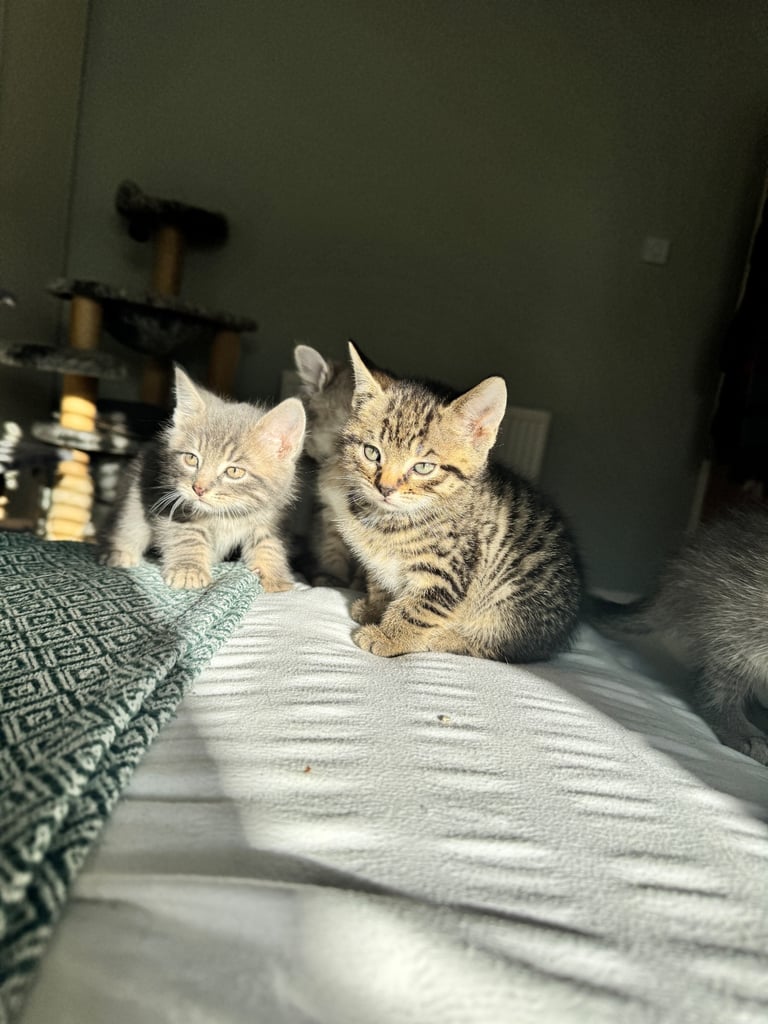 8 week old kittens ready for forever home! 