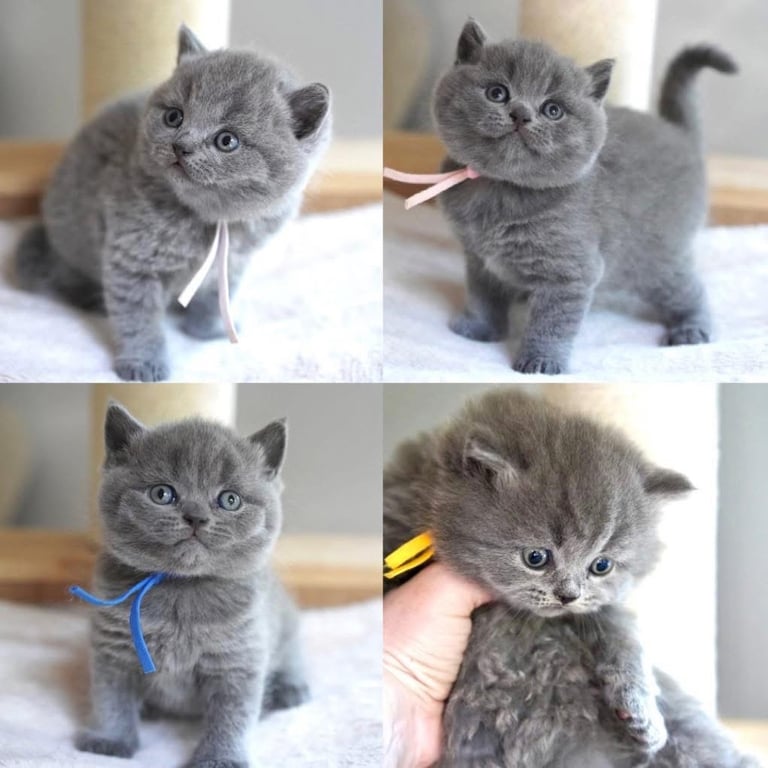 British shorthair kittens (1boy and 1girl left)