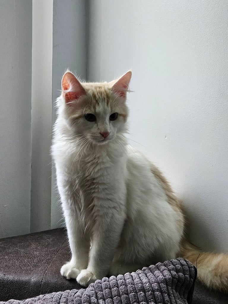 Beautyful siberian kitten looking for a new home for ever.