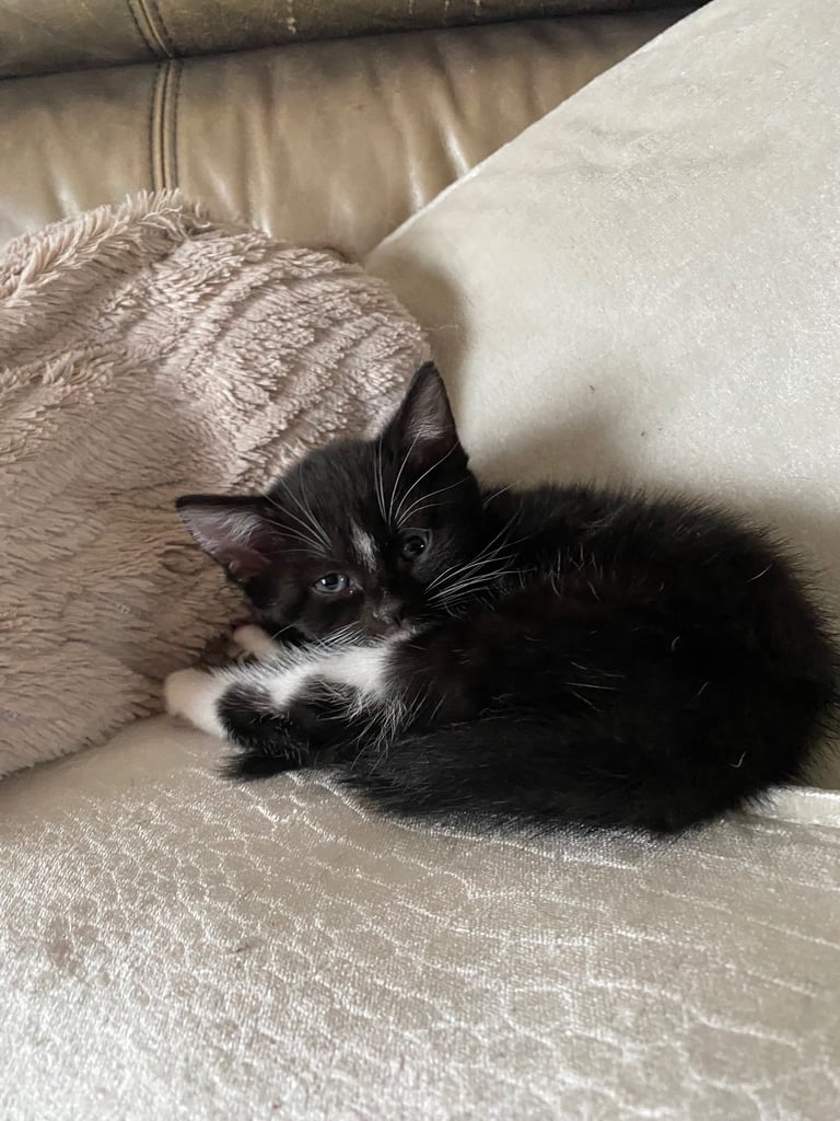 Kittens / Cats