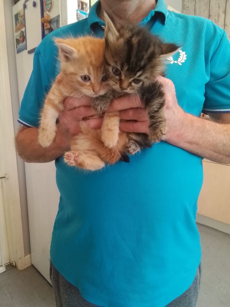 Two Kittens For Sale Soon. Both are Male. One Half Bengal Ginger & White, One Half Cashmere Bengal