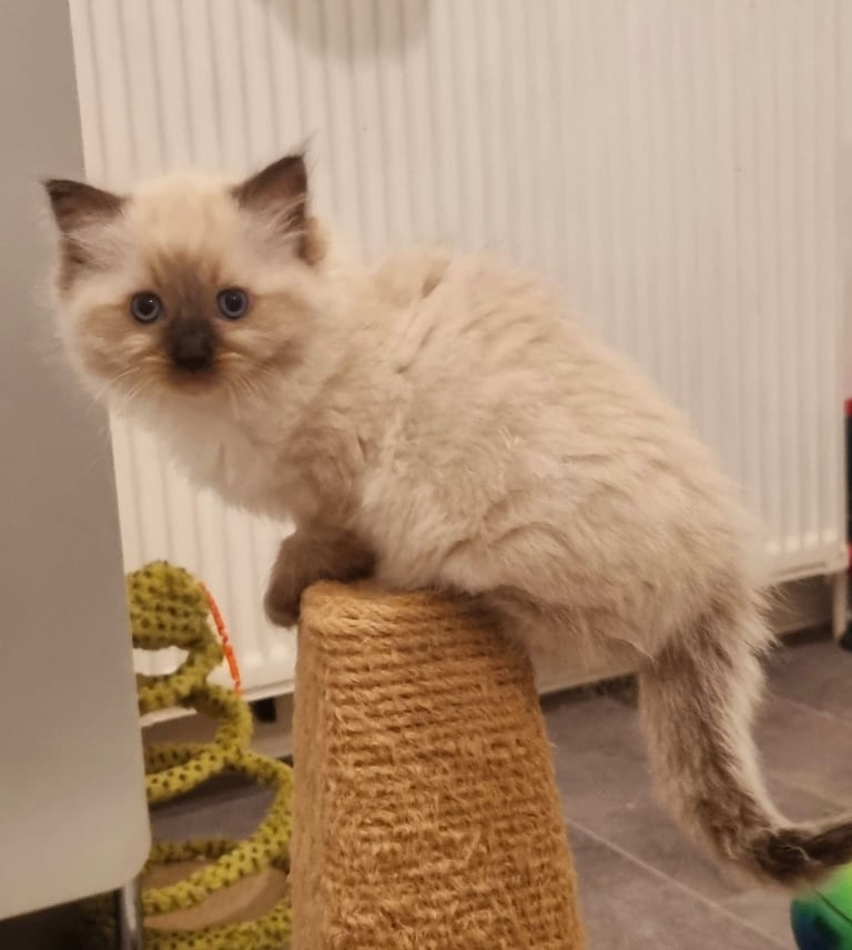 Beautiful Ragdoll kittens