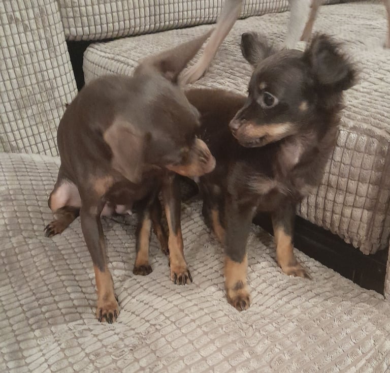 Purebred Russian Toy Terrier puppy long-haired
