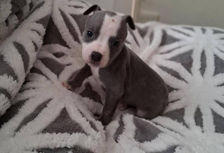 Staffordshire Puppies 